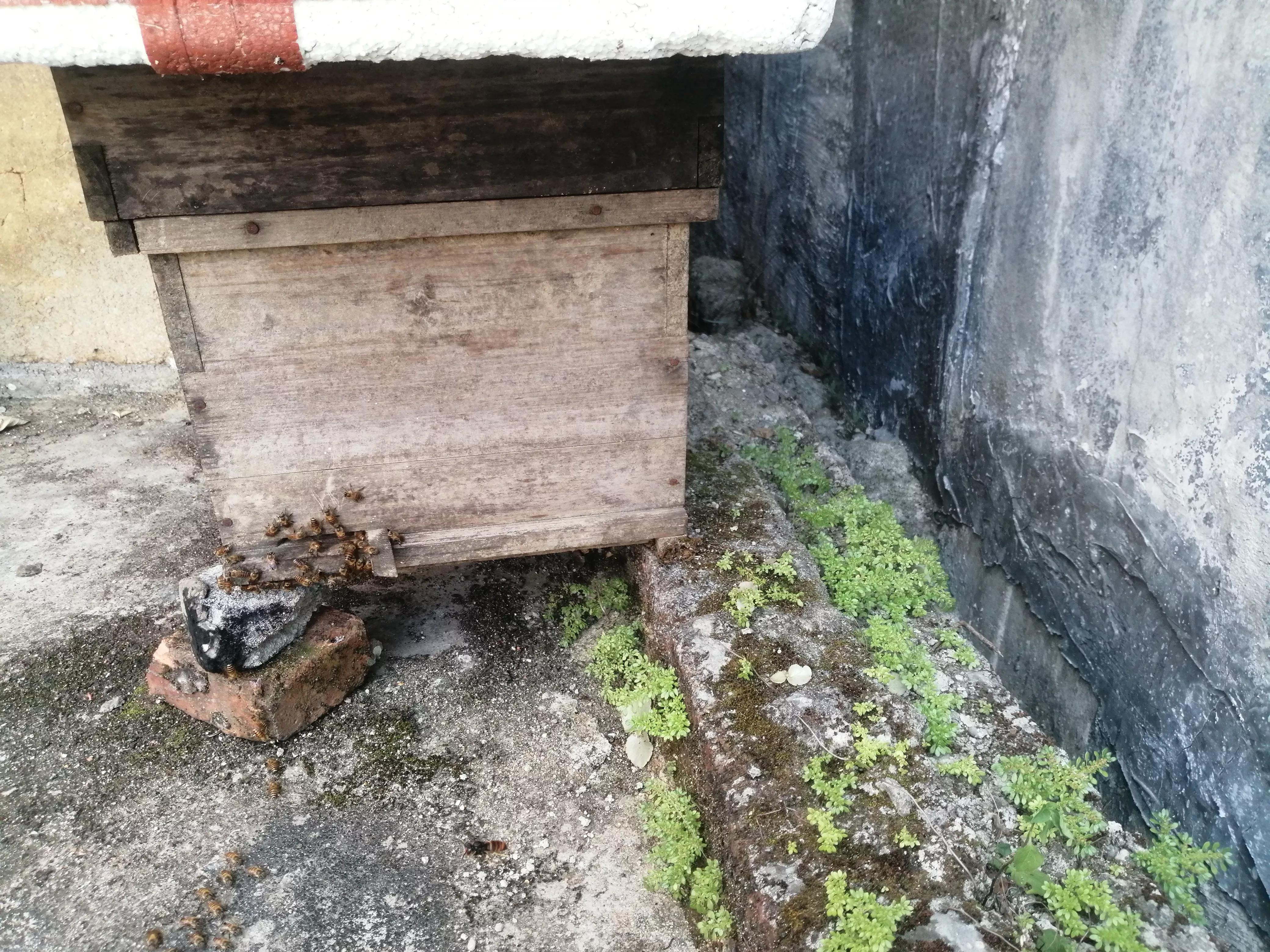 中蜂養(yǎng)殖：蜂箱內(nèi)潮濕、內(nèi)箱壁結(jié)小水洙、箱口有水流出是好事嗎？