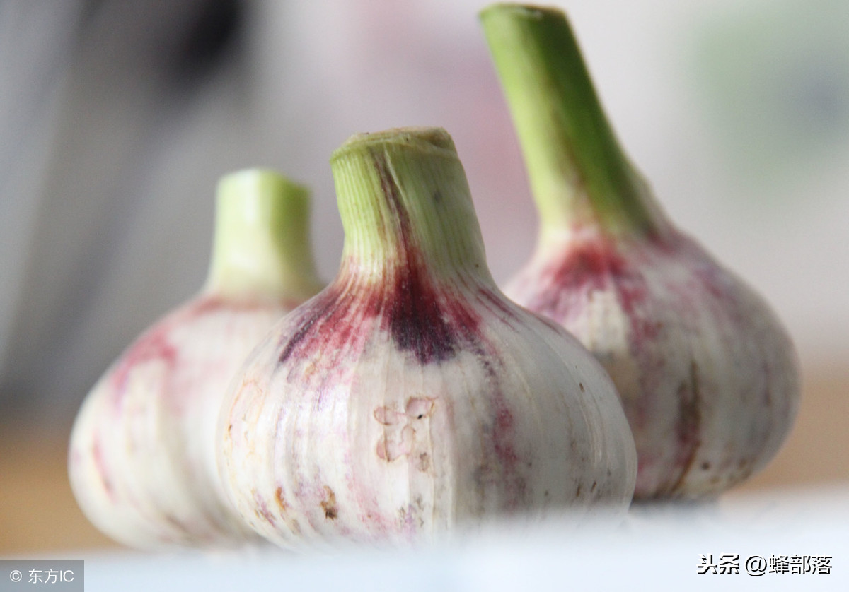 這種居家必備的食材，也是蜜蜂白堊病的克星，用它，綠色無污染
