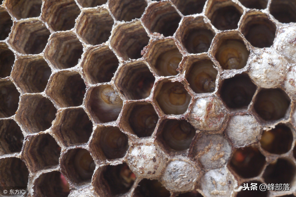 這種居家必備的食材，也是蜜蜂白堊病的克星，用它，綠色無污染