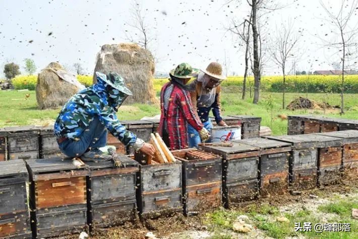 意大利引進國內(nèi)的蜜蜂，嚴(yán)重危害中華蜜蜂，為啥我國還要大量養(yǎng)殖？
