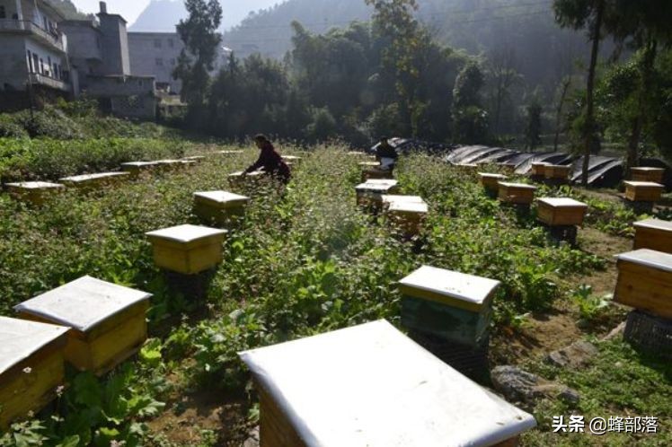 蜜蜂的平均壽命只有30天，為何冬天沒有沒花開不會團滅？