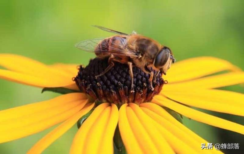 蜜蜂的平均壽命只有30天，為何冬天沒有沒花開不會團滅？