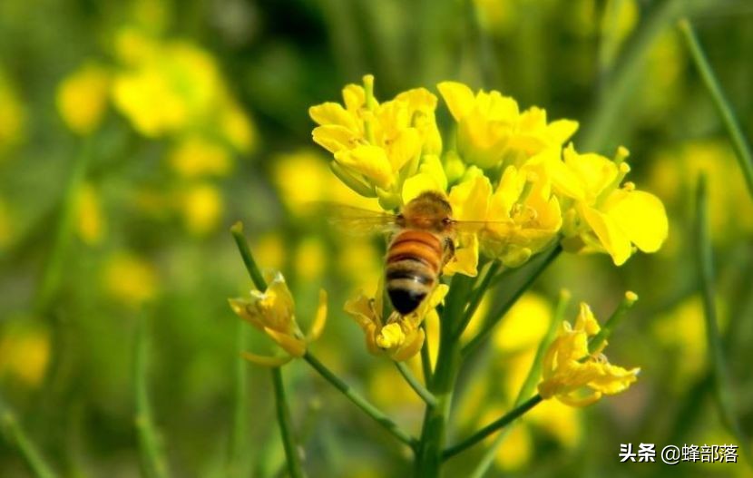 蜜蜂的平均壽命只有30天，為何冬天沒有沒花開不會團滅？