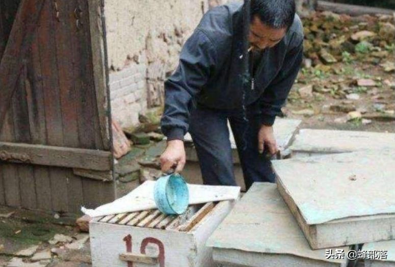 蜜蜂的平均壽命只有30天，為何冬天沒有沒花開不會團滅？