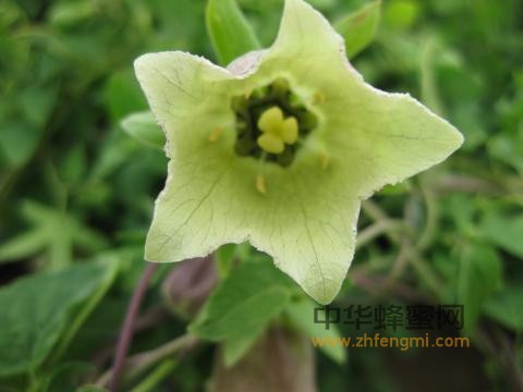 黨參 黨參圖片 蜂蜜 黨參蜜 蜂蜜作用與功效 黨參蜜成分 黨參蜜產區(qū)
