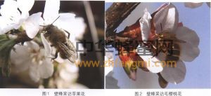 壁蜂 壁蜂科屬 壁蜂分布 壁蜂形態特征 壁蜂經濟價值