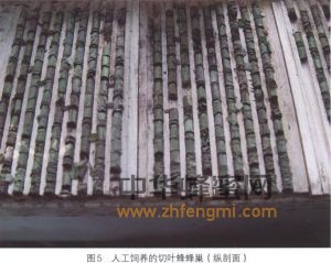 切葉蜂 切葉蜂科屬 切葉蜂的特征 切葉蜂經濟價值