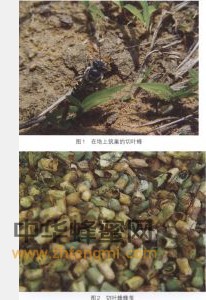 切葉蜂 切葉蜂科屬 切葉蜂的特征 切葉蜂經濟價值