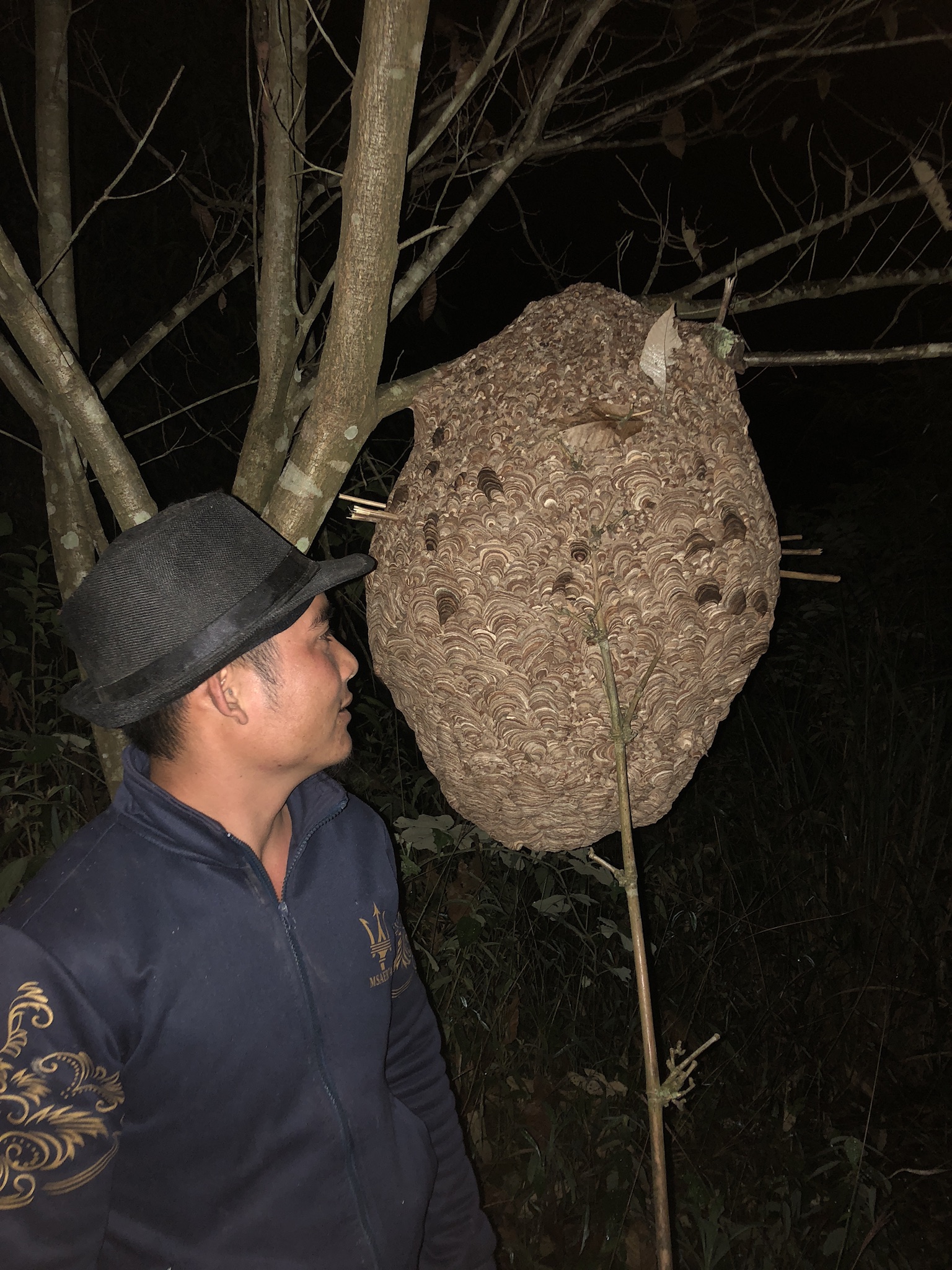 農村小伙深山養殖馬蜂窩，蜂蛹一公斤150元，能脫貧致富嗎？