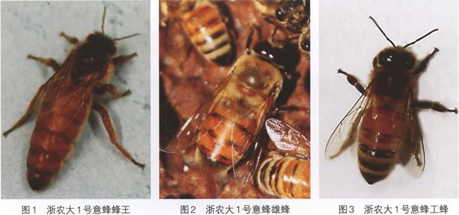 浙農(nóng)大一號(hào)意蜂