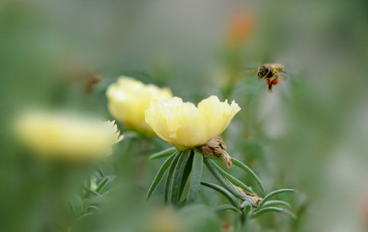 【蜜蜂知識】在自家陽臺如何養好蜜蜂? 在自家陽臺如何養好蜜蜂?