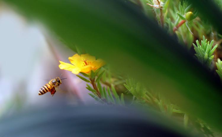 【蜜蜂知識】在自家陽臺如何養好蜜蜂? 在自家陽臺如何養好蜜蜂?