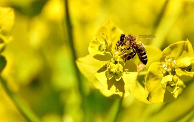 偵查蜂一般在什么地方出現(xiàn) 偵查蜂一般在什么地方出現(xiàn)