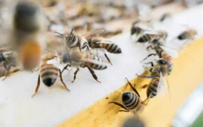 偵查蜂一般在什么地方出現(xiàn) 偵查蜂一般在什么地方出現(xiàn)