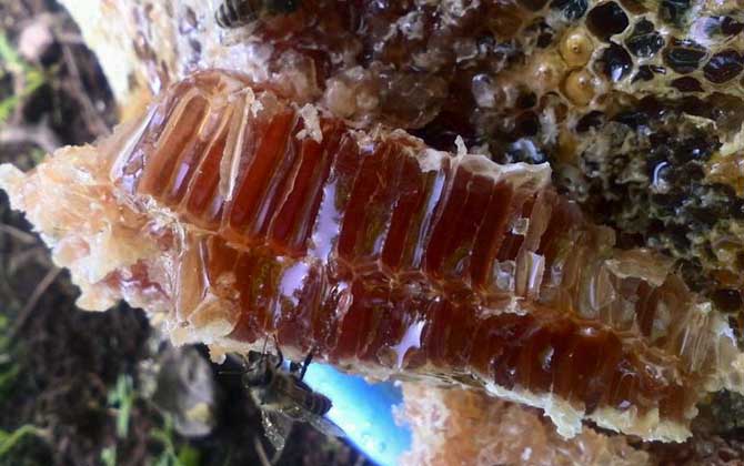 土養蜜蜂取蜜在什么時候好 土養蜜蜂取蜜在什么時候好