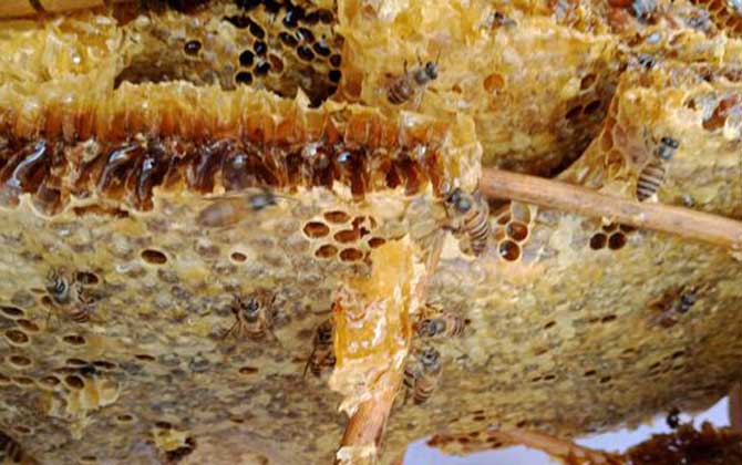 養十箱中蜂一年收入多少錢?(10箱蜂能賺多少錢) 養十箱中蜂一年收入多少錢?(10箱蜂能賺多少錢)