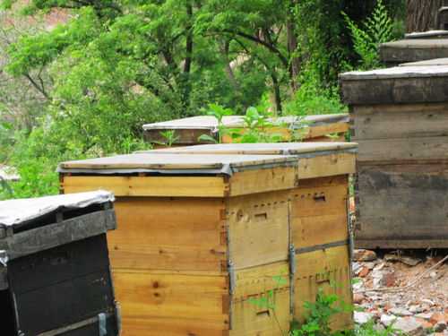 中蜂格子箱如何通風（新手格子箱養蜂，怎樣開通風口合適）