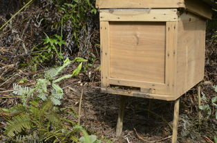 中蜂格子箱如何通風（新手格子箱養蜂，怎樣開通風口合適）