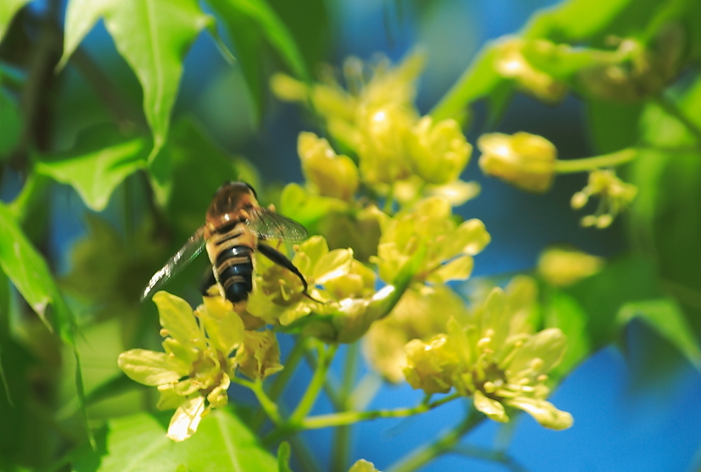 蜜蜂毒是酸性還是堿性(蜜蜂毒性酸堿及被蟄處理方法) 蜜蜂毒是酸性還是堿性(蜜蜂毒性酸堿及被蟄處理方法)