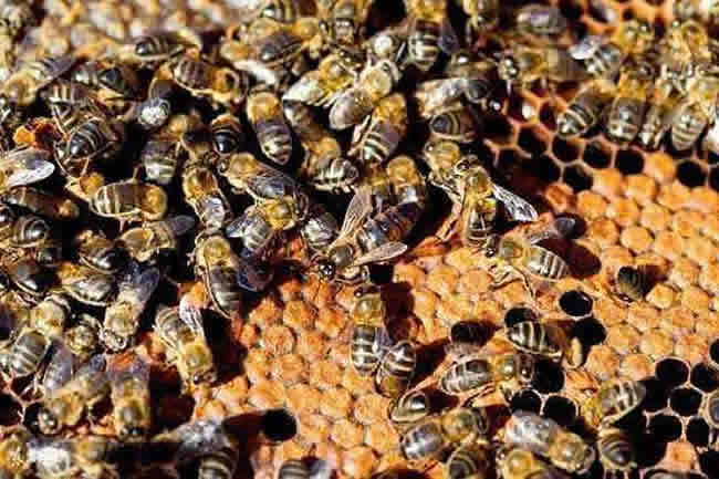 【蜜蜂知識】意大利蜜蜂的早春管理 意大利蜜蜂的早春管理