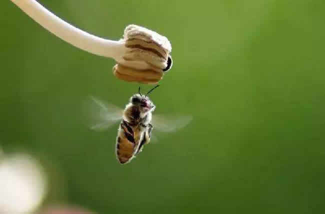 【蜜蜂知識】意大利蜜蜂的早春管理 意大利蜜蜂的早春管理