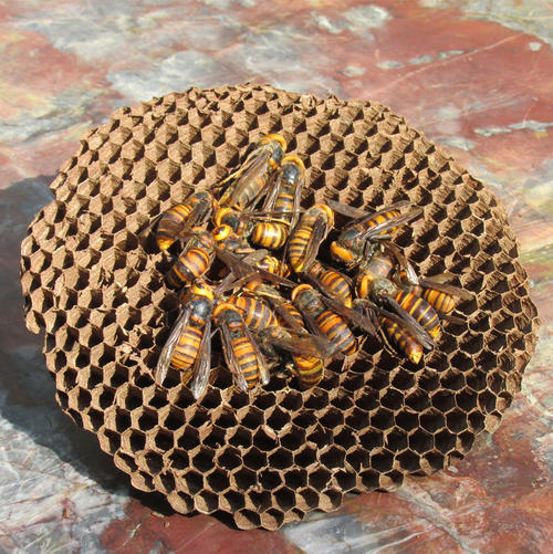 中國大虎頭蜂的并群方法（如何合并蜂群）