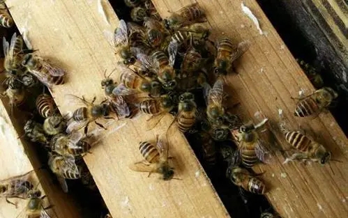 養殖中蜂怎樣發展快