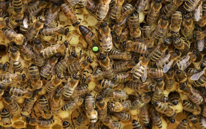 中國大虎頭蜂蜂王價格(中國大虎頭蜂蜂王多少錢) 中國大虎頭蜂蜂王價格(中國大虎頭蜂蜂王多少錢)