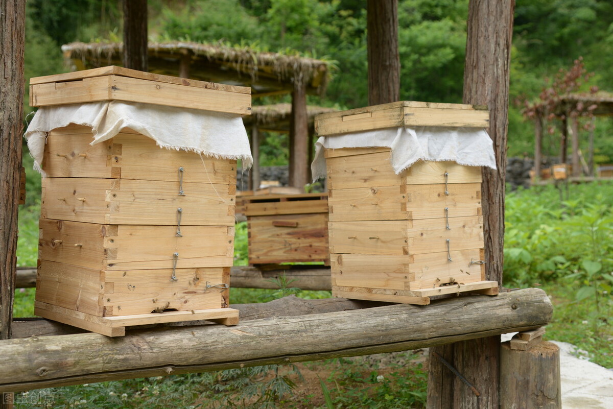 一脾蜂能繁殖起來嗎(一脾蜜蜂快速繁殖方法) 一脾蜂能繁殖起來嗎(一脾蜜蜂快速繁殖方法)