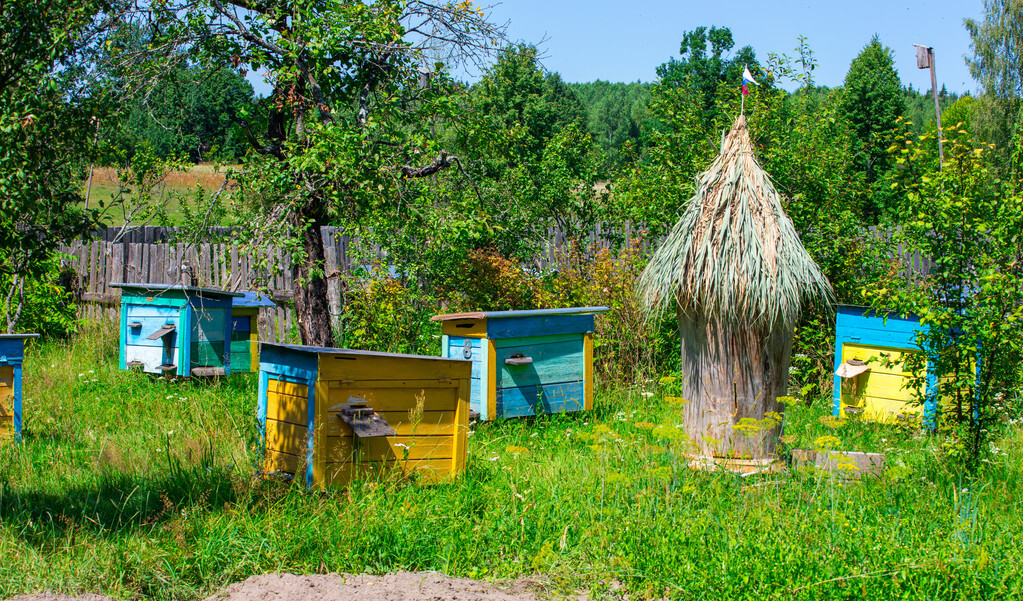 一脾蜂能繁殖起來嗎(一脾蜜蜂快速繁殖方法) 一脾蜂能繁殖起來嗎(一脾蜜蜂快速繁殖方法)