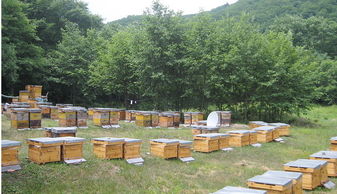 定點養蜂場綠化種什么樹好(這8種樹綠化效果好,又是難得的蜜源植物,花蜜營養價值極高) 定點養蜂場綠化種什么樹好(這8種樹綠化效果好,又是難得的蜜源植物,花蜜營養價值極高)