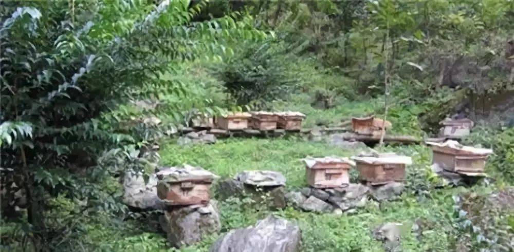 定點養蜂場綠化種什么樹好(這8種樹綠化效果好,又是難得的蜜源植物,花蜜營養價值極高) 定點養蜂場綠化種什么樹好(這8種樹綠化效果好,又是難得的蜜源植物,花蜜營養價值極高)