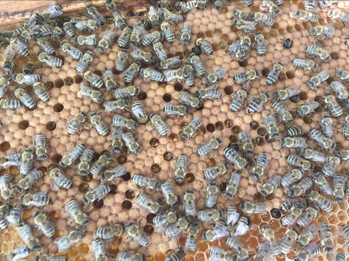 安納托利亞蜂 安納托利亞蜂