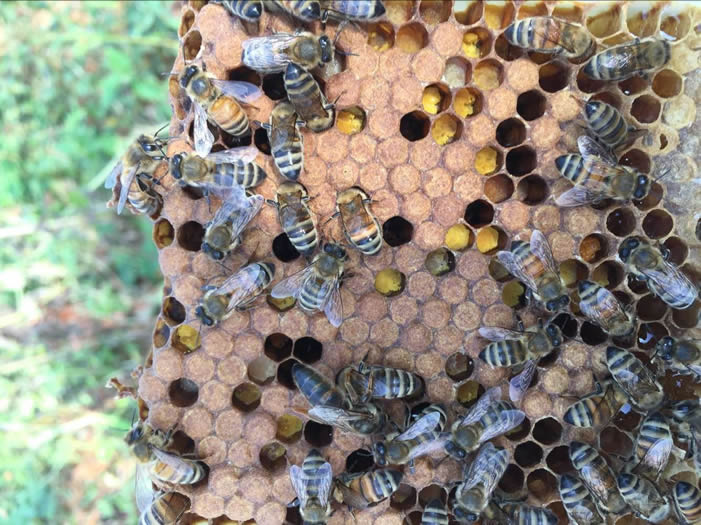 安納托利亞蜂 安納托利亞蜂