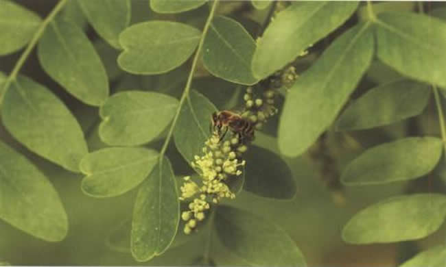 安納托利亞蜂 安納托利亞蜂