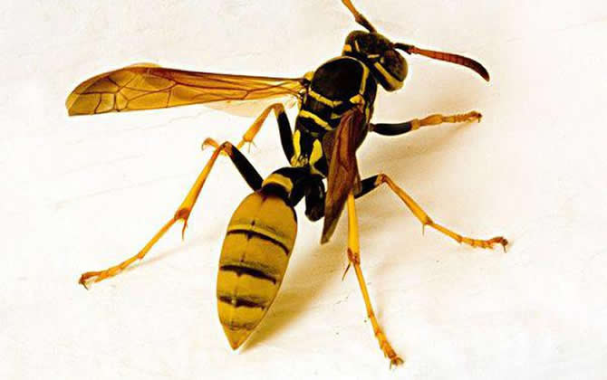 馬蜂的窩里有蜂蜜嗎？會不會釀蜜？