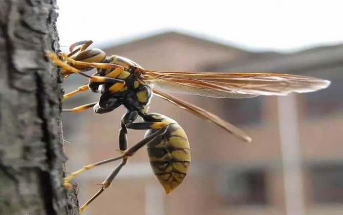 馬蜂的窩里有蜂蜜嗎？會不會釀蜜？