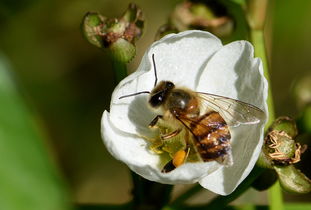 蜜蜂養(yǎng)殖周期是多少天(養(yǎng)殖蜜蜂需要具備條件) 蜜蜂養(yǎng)殖周期是多少天(養(yǎng)殖蜜蜂需要具備條件)