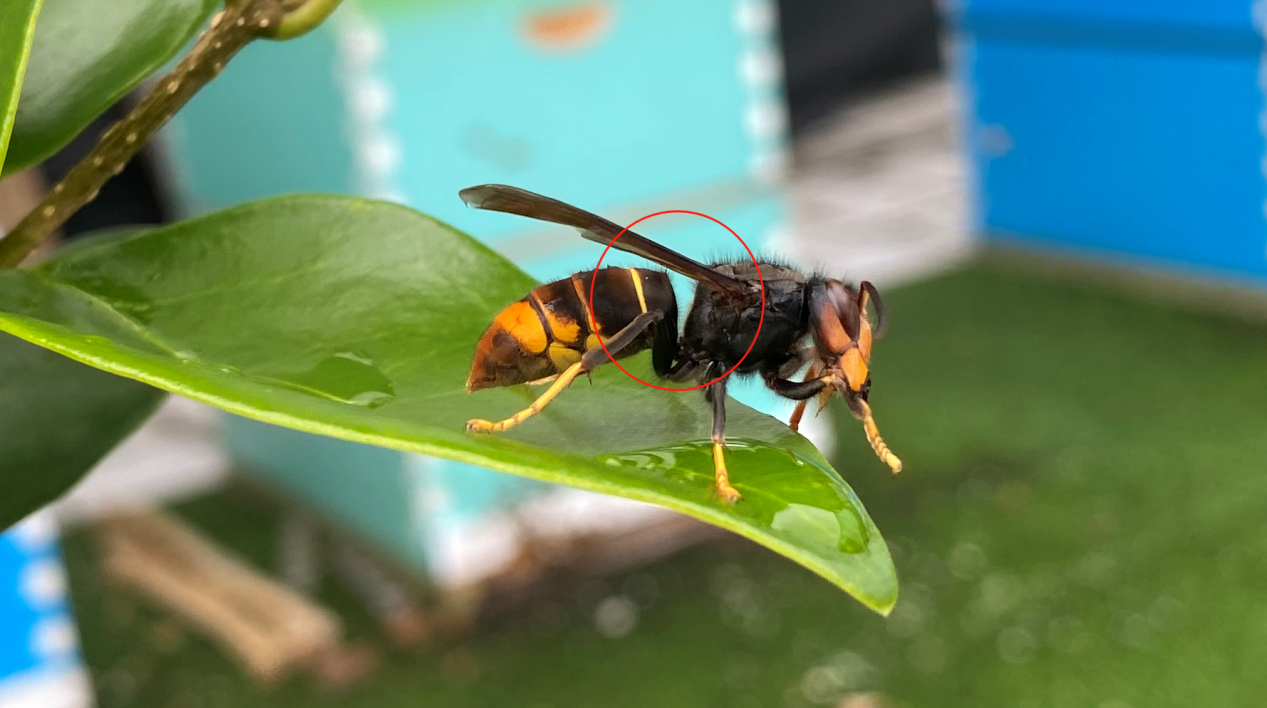 馬蜂和胡蜂有什么區別（馬蜂和胡蜂的區分方法）