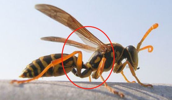 馬蜂和胡蜂有什么區別（馬蜂和胡蜂的區分方法）