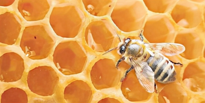 蜂蜜變質了還有什么用處(如何處理變質的蜂蜜) 蜂蜜變質了還有什么用處(如何處理變質的蜂蜜)