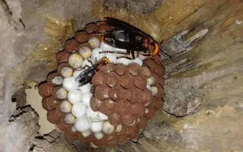 抓馬蜂賣一年能掙多少錢 抓馬蜂賣一年能掙多少錢