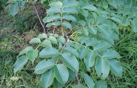 黃柏樹花有蜜嗎(黃柏樹花蜜的功效和作用) 黃柏樹花有蜜嗎(黃柏樹花蜜的功效和作用)