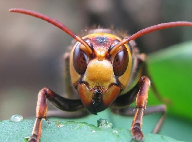 胡蜂蜂王培育技術（胡蜂蜂王人工培育全過程）