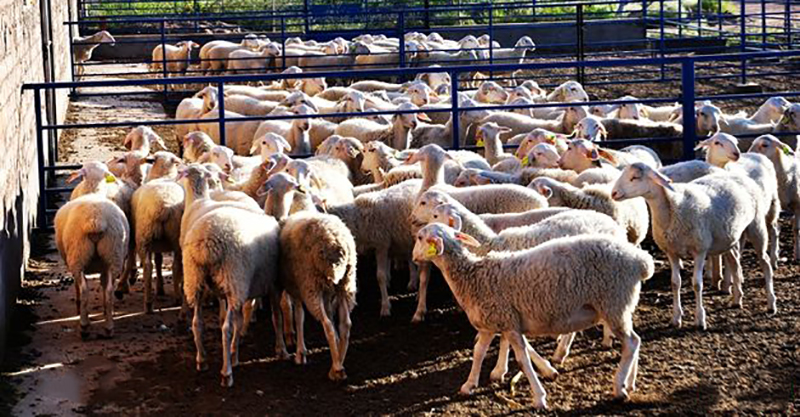 我國初級農(nóng)產(chǎn)品目錄（初級農(nóng)產(chǎn)品包括的范圍）