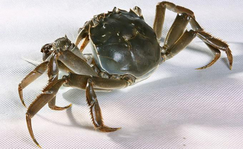 我國初級農(nóng)產(chǎn)品目錄（初級農(nóng)產(chǎn)品包括的范圍）