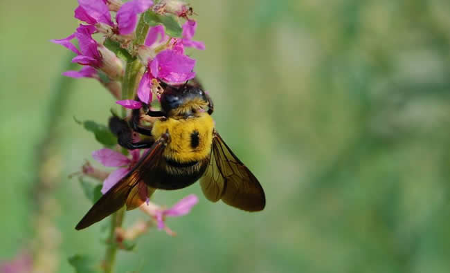 【蜜蜂知識(shí)】南方黑蜂是什么蜂種? 南方黑蜂是什么蜂種?