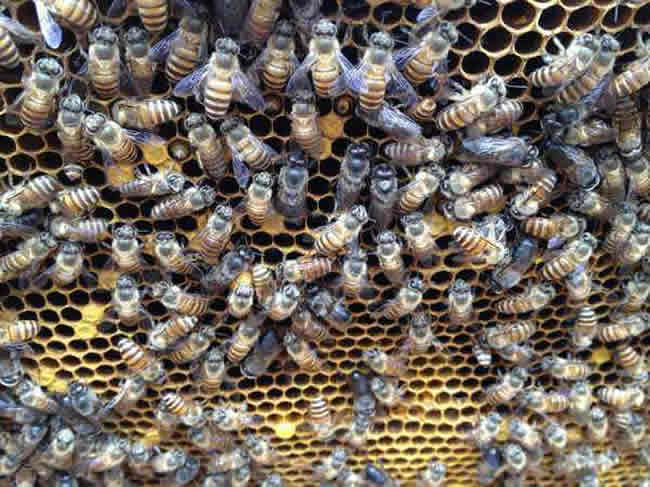 蜂后靠什么控制蜂群? 蜂后靠什么控制蜂群?