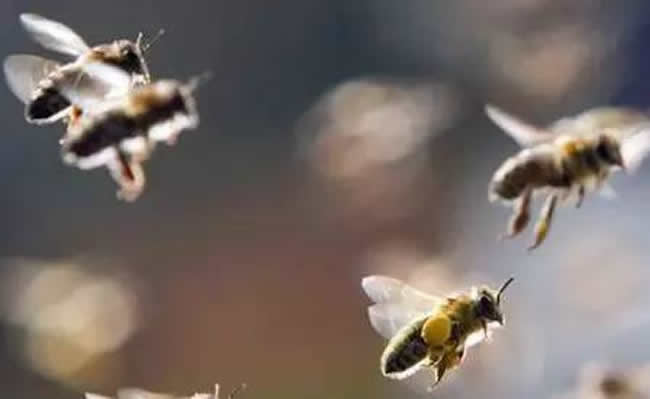 蜂后靠什么控制蜂群? 蜂后靠什么控制蜂群?