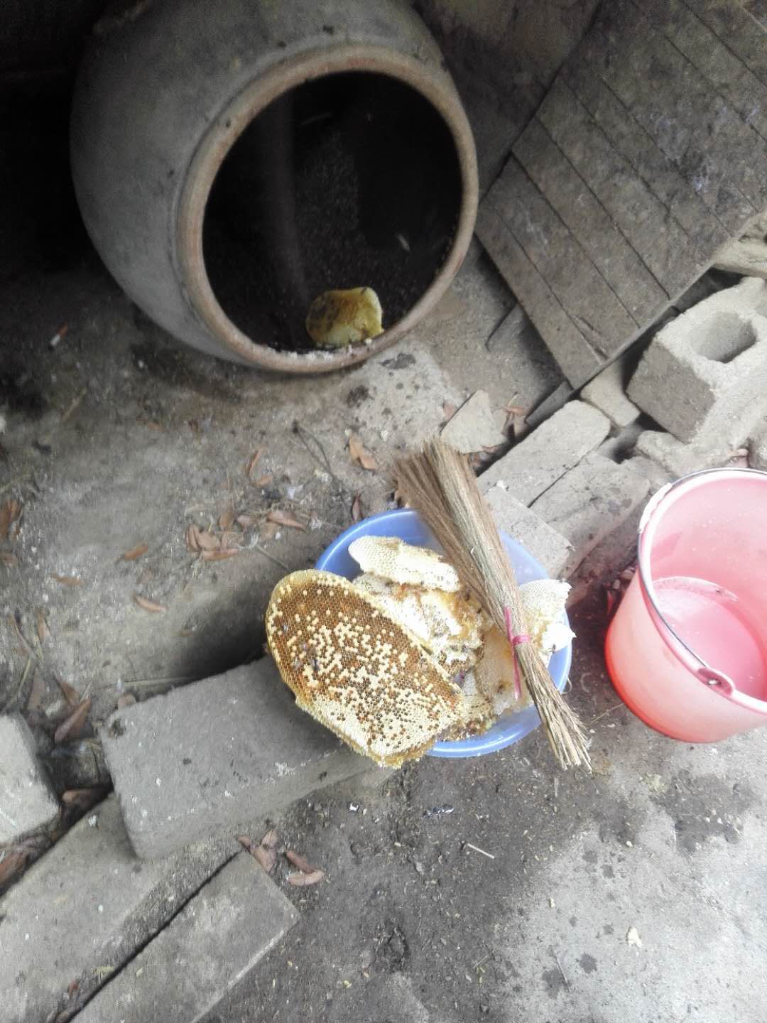 想養蜜蜂到哪里買蜂種(買蜜蜂養哪里才能買到) 想養蜜蜂到哪里買蜂種(買蜜蜂養哪里才能買到)